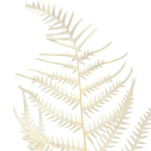 Product Fern Leaves White Fern Dried Bleached 50cm 10 pcs