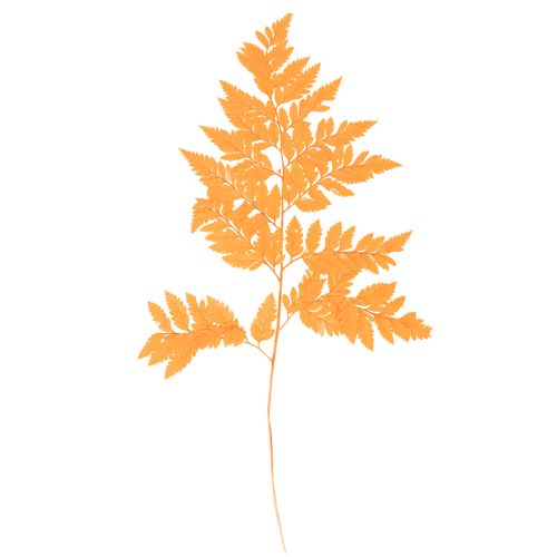 Dried and preserved fern fronds for floristry and autumn decoration, 42cm, 10 pieces buy online | Floristik24.ie