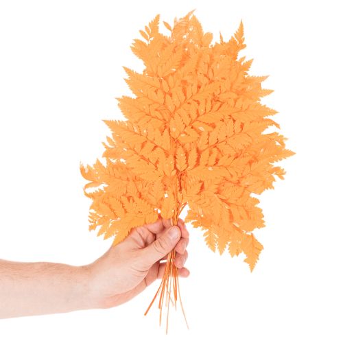 Dried and preserved fern fronds for floristry and autumn decoration, 42cm, 10 pieces | Floristik24.ie