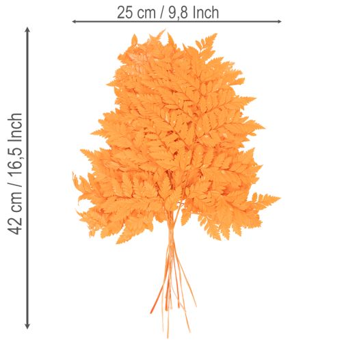 Dried and preserved fern fronds for floristry and autumn decoration, 42cm, 10 pieces | Floristik24.ie