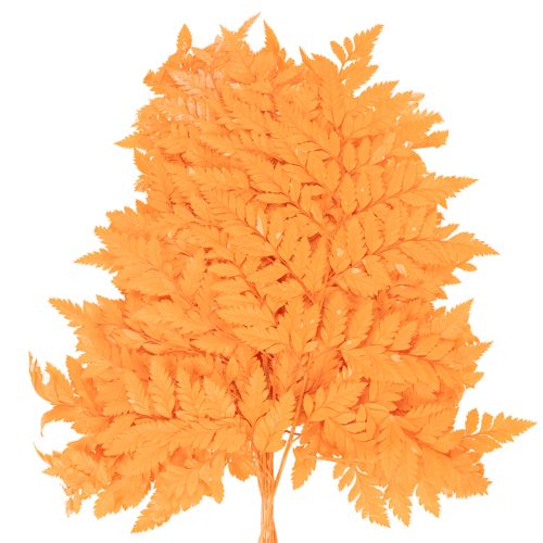 Dried and preserved fern fronds for floristry and autumn decoration, 42cm, 10 pieces | Floristik24.ie