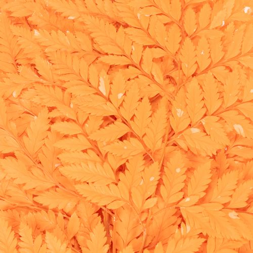 Dried and preserved fern fronds for floristry and autumn decoration, 42cm, 10 pieces | Floristik24.ie