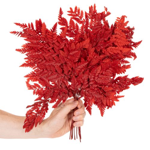 Preserved and dyed fern fronds, true fern for autumn arrangements, 42cm, 10 pieces | Floristik24.ie