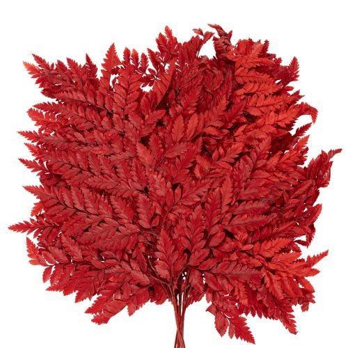 Preserved and dyed fern fronds, true fern for autumn arrangements, 42cm, 10 pieces | Floristik24.ie