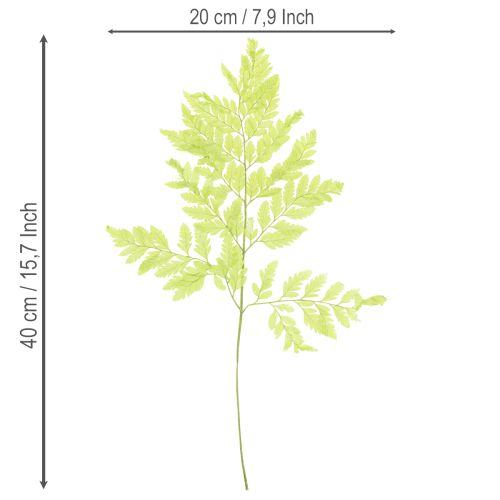 Product Ferns: Preserved, high-quality natural material for long-lasting decoration projects, 40cm, 10 pieces