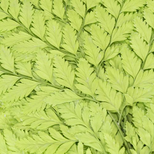 Product Ferns: Preserved, high-quality natural material for long-lasting decoration projects, 40cm, 10 pieces