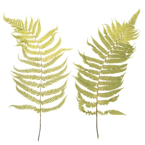 Floristik24 Dried and preserved fern. Perfect for natural home decoration. 80cm