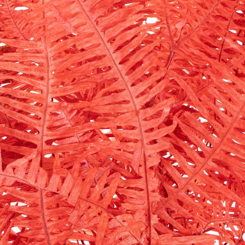 Ferns, preserved dried flowers, autumn decoration, 60cm, 10 pieces | Floristik24.ie
