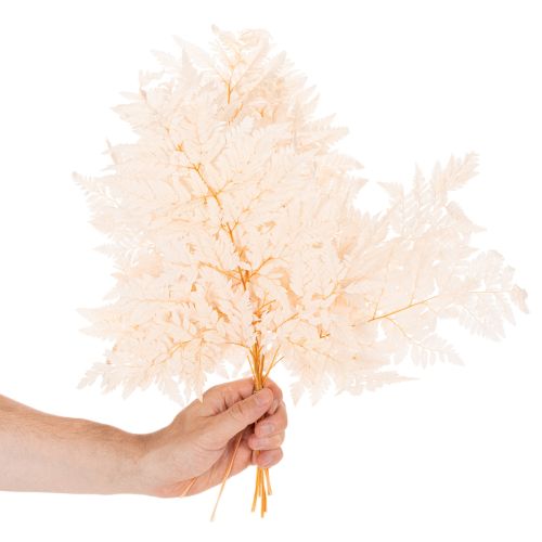 Dried fern decoration for vase 42cm 10pcs | Floristik24.ie