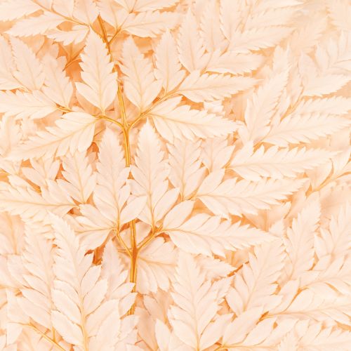 Dried fern decoration for vase 42cm 10pcs | Floristik24.ie