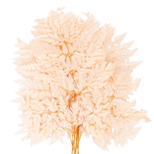 Dried fern decoration for vase 42cm 10pcs | Floristik24.ie