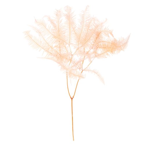 Dried fern fronds, fern decoration for vases, 60cm, 10 pieces buy online | Floristik24.ie