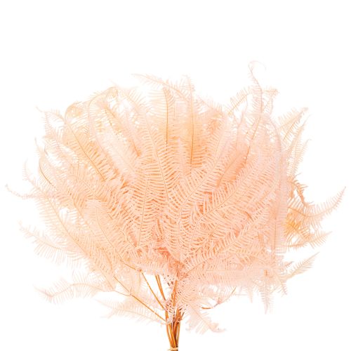 Dried fern fronds, fern decoration for vases, 60cm, 10 pieces | Floristik24.ie