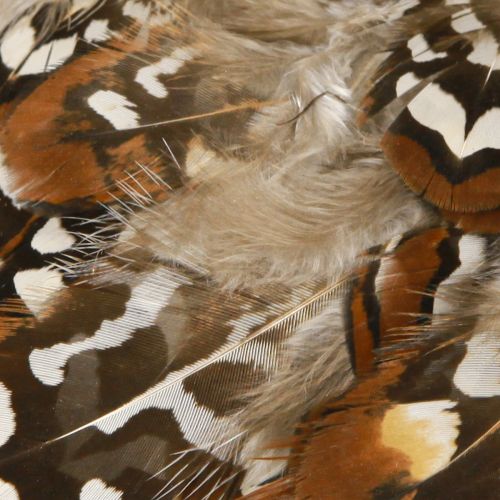 Product Pheasant feathers for crafts, brown spotted, 4-9 cm, 60 pieces