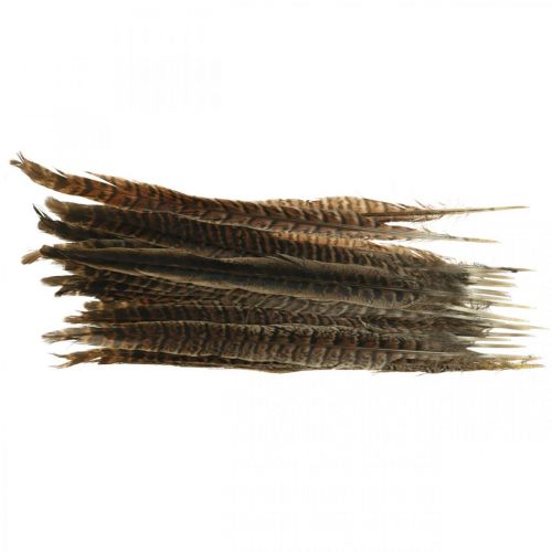 Floristik24 Pheasant feathers Real feathers for crafting Easter decoration 25-27cm 24 pcs