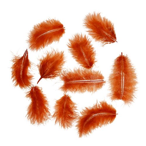 Floristik24 Feather short dark orange 30g