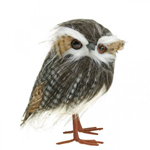 Floristik24 Owl to decorate, autumn, decorative bird, forest decoration H21cm