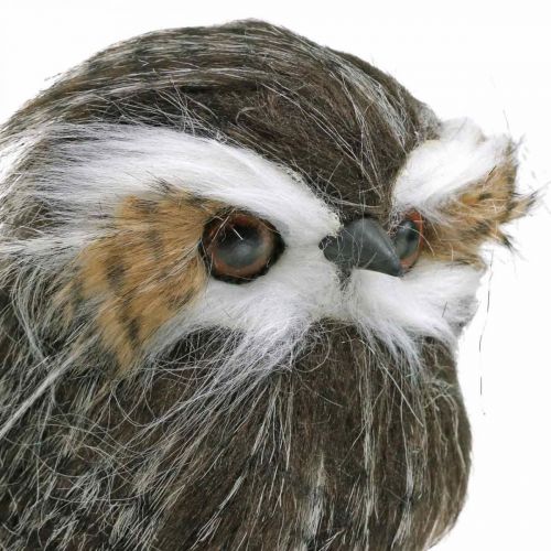 Floristik24 Owl to decorate, autumn, decorative bird, forest decoration H21cm