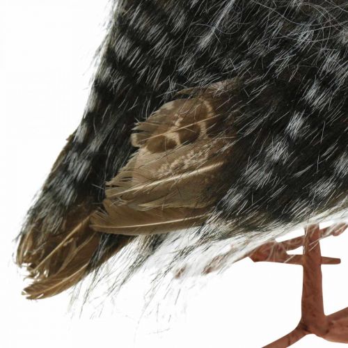 Floristik24 Owl to decorate, autumn, decorative bird, forest decoration H21cm