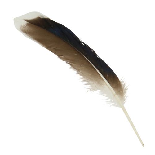 Floristik24 Springs natural 150pcs