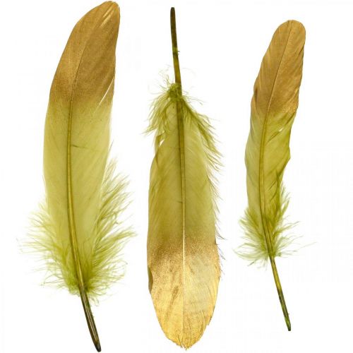 Floristik24 Feathers for handicrafts Deco feathers Green-Golden L16-20cm 24pcs