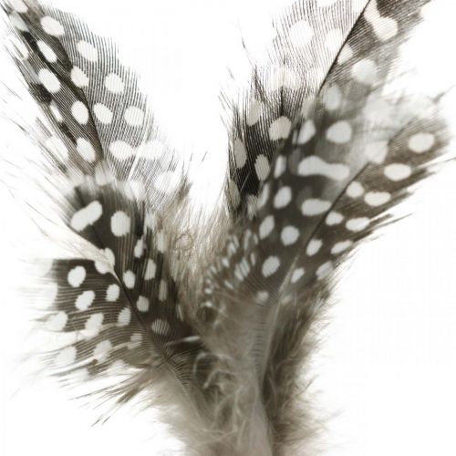 Floristik24 Decorative feathers dotted on stick Real guinea fowl feathers 4-8cm 24 pcs