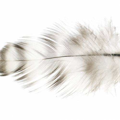 Product Feathers natural 5.5 - 10cm 10g