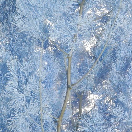 Product Light blue feather asparagus decorative asparagus dried flowers 55-70cm