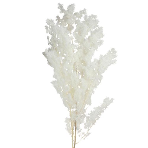 Product Feathered Asparagus Fern Dried Décor White 55-70cm 100g