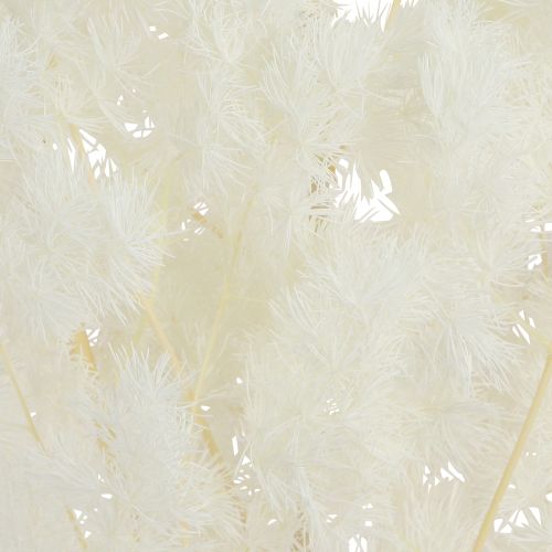 Product Feathered Asparagus Fern Dried Décor White 55-70cm 100g