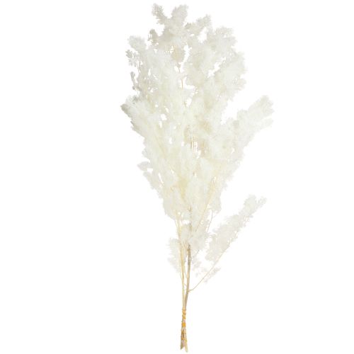 Product Feathered Asparagus Fern Dried Décor White 55-70cm 100g