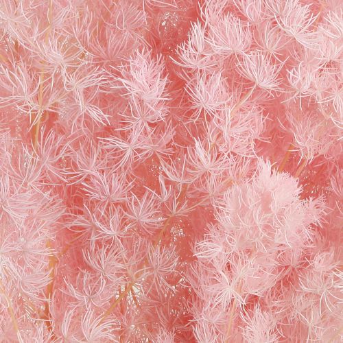 Product Pink feather asparagus (Asparagus) dried decoration 55-70cm