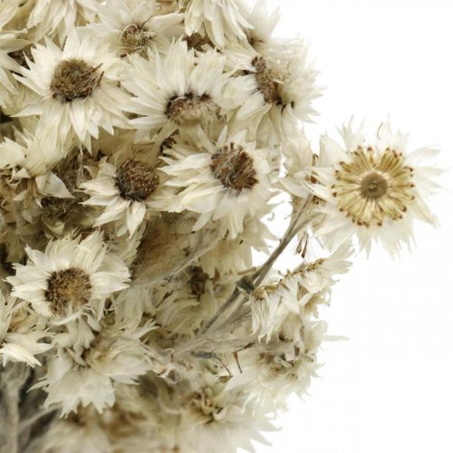 Floristik24 Mini Straw Flower White Dried Flower Deco Rock Flower H20cm 15g