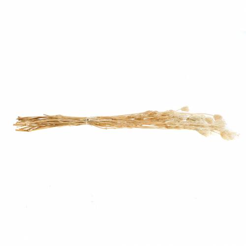 Floristik24 Bleached dried flowers fennel 100g
