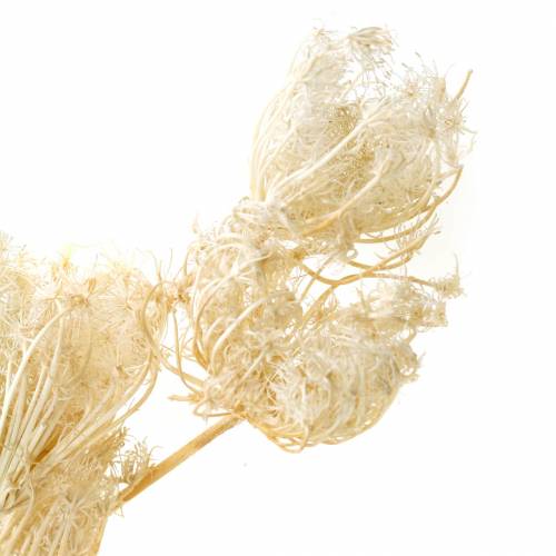 Floristik24 Bleached dried flowers fennel 100g