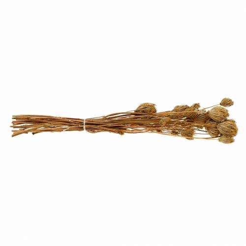 Floristik24 Dried flowers fennel natural 100g