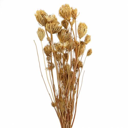 Floristik24 Dried flowers fennel nature 100g