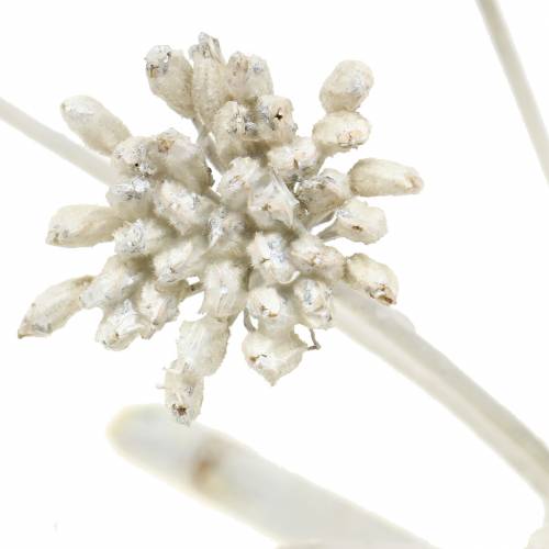 Floristik24 Decorative branch of fennel infructescence white waxed H22cm