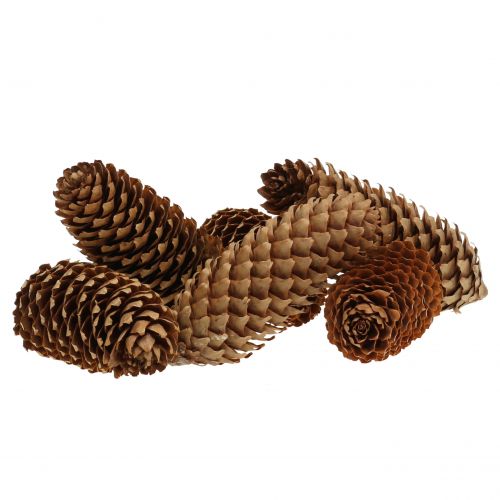 Floristik24 Spruce cones natural 13cm 12 pcs