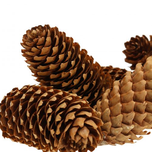 Floristik24 Spruce cones natural 13cm 12 pcs