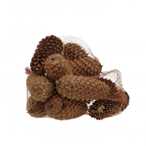 Floristik24 Spruce cones natural 13cm 12 pcs