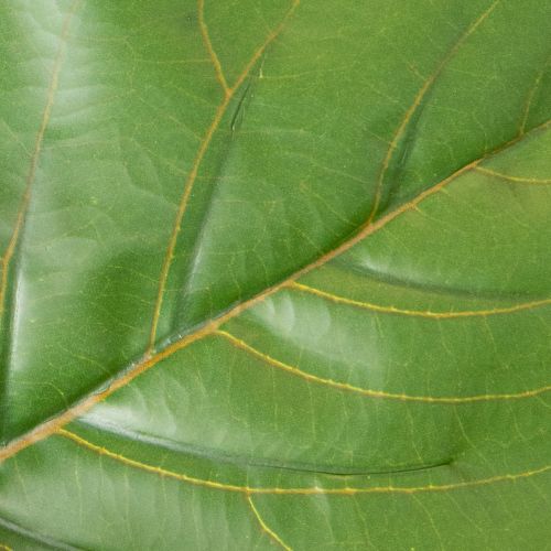 Artificial Ficus lyrata 120 cm decorative for living room | Floristik24.ie