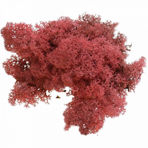 Floristik24 Decorative moss Red Bordeaux Reindeer moss for handicrafts 400g