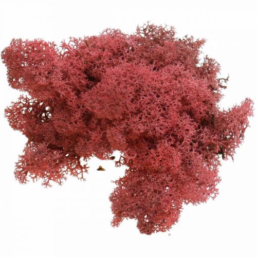 Decorative moss Red Bordeaux Reindeer moss for handicrafts 400g