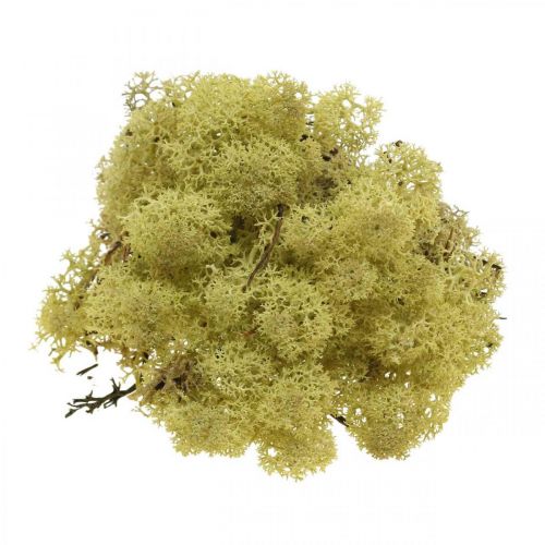 Product Decorative moss green kiwi moss for crafts, dried, dyed 500g