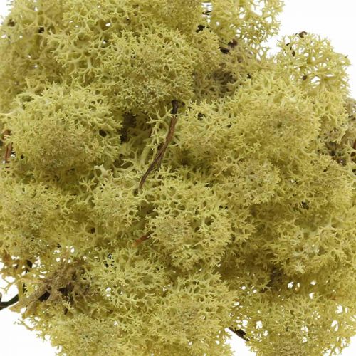 Product Decorative moss green kiwi moss for crafts, dried, dyed 500g