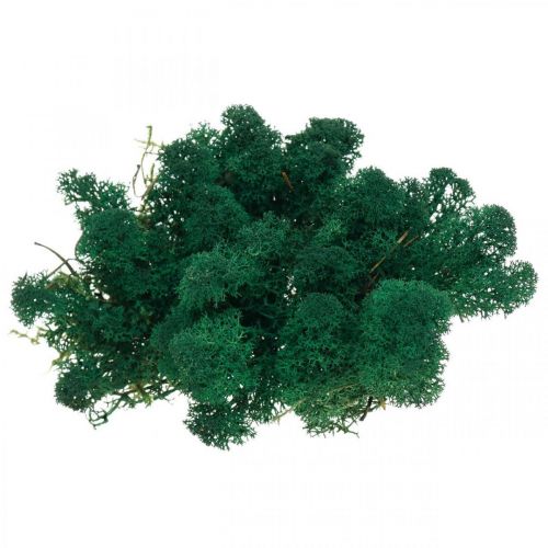 Floristik24 Decorative Moss Green Icelandic Moss Preserved Moss for Crafts 400g