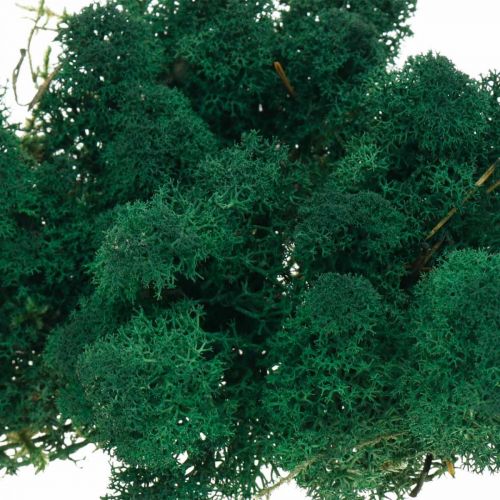 Product Decorative moss green Iceland moss preserves moss for crafts 400g