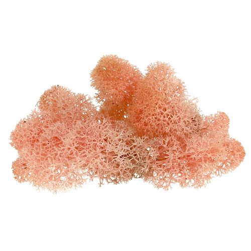 Floristik24 Decorative moss Icelandic moss pink 400g
