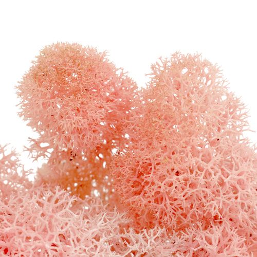 Floristik24 Decorative moss Icelandic moss pink 400g
